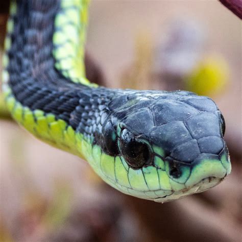 Snakes Red And Black Stripes - Tech Stage Trivia