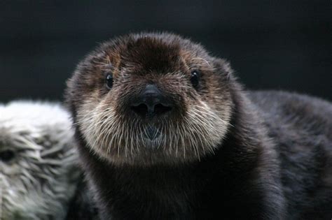 Sea Otter Pup Looks Right at the Camera — The Daily Otter