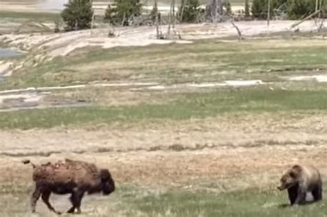 Grizzly bear and bison fight to the death at Yellowstone park