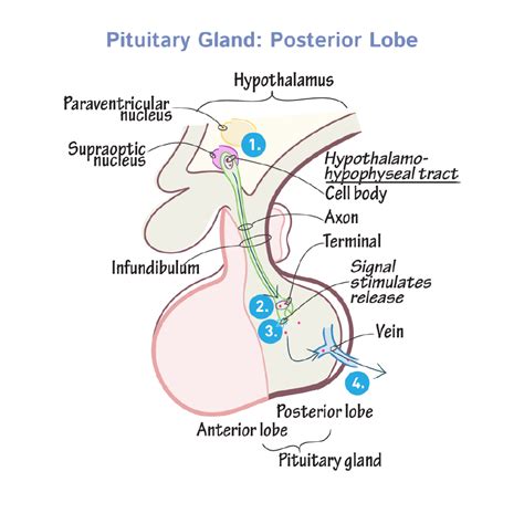 Physiology Glossary Pituitary Gland Posterior Lobe Draw It To Know It