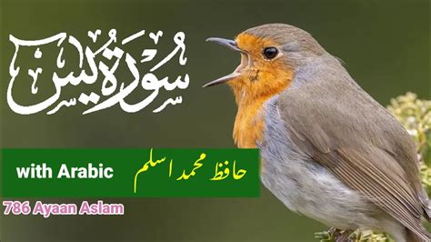 Surah Yaseen Yasin Ki Tilawat With Urdu Translation 36سورة يسں Youtube