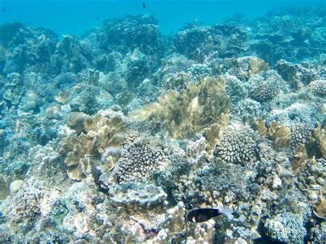 Lord Howe Island: Snorkeling in the Lagoon – Travel2Unlimited