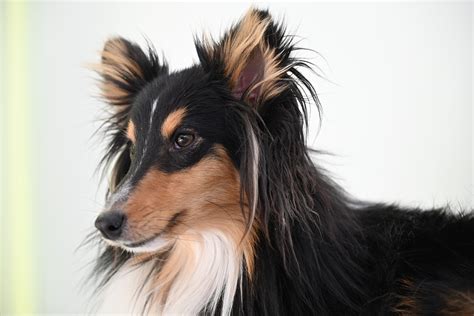 Dog Sheltie Breed - Free photo on Pixabay