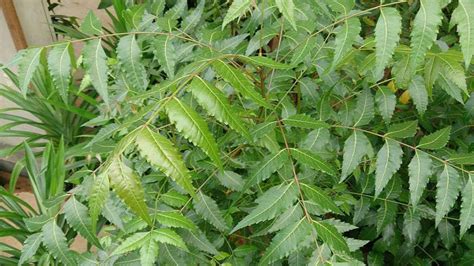 7 Gardening Tips For Neem Tree