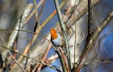 Petirrojo Euroasi Tico Encaramado En Un Rbol Bajo El Sol De Primavera