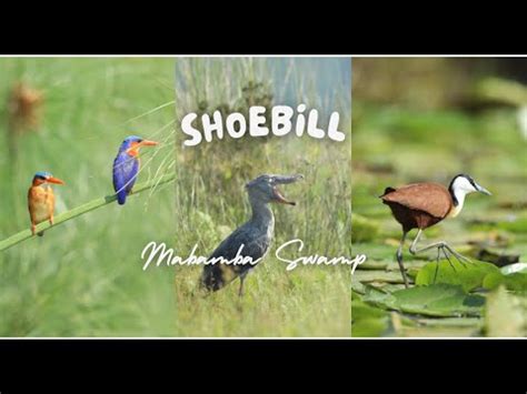 Mabamba Swamp Shoebill Tour A Bird Lovers Paradise Youtube