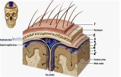 Dural Sinuses Flashcards Quizlet