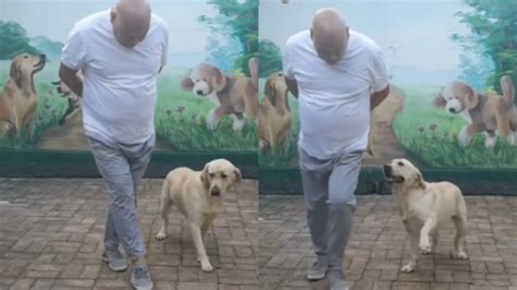 Perrito Chambelán Conmovió A Usuarios En Redes Tras Mostrar Sus Pasos