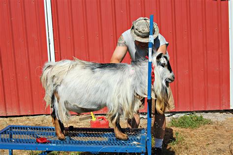 washing goats – On The Banks of Salt Creek