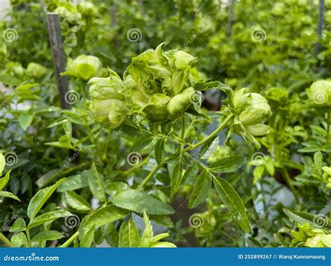 New Varieties Of Green Rose Bushes Stock Image Image Of Varieties