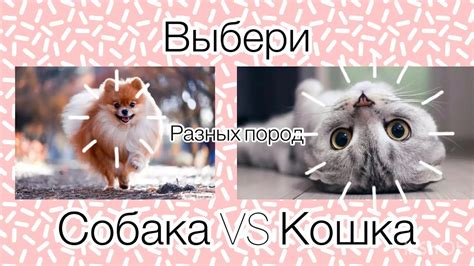 Выбирашки кошки VS собаки 🐶 ️🥺🥺🥺🥺 - YouTube