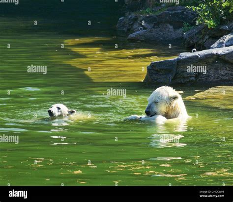 Selective Of A Polar Bear Ursus Maritimus Taking A Bath With Its Baby