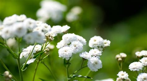 20 Different Plants With Tiny Flowers For Your Garden