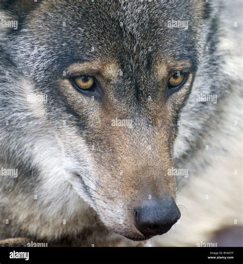 Wolf nose close up hi-res stock photography and images - Alamy