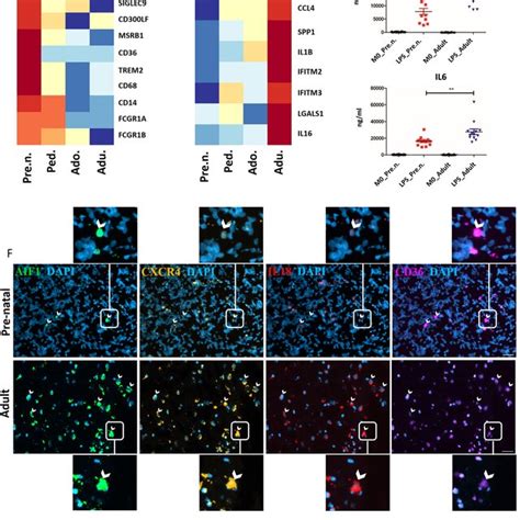 Age Associated Gene Expression Signatures Of Human Microglia A Gene Download Scientific