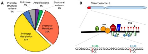 Cells Free Full Text The Solo Play Of Tert Promoter Mutations