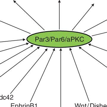 A Model For The Interactions Of The Par Complex With Other Polarity