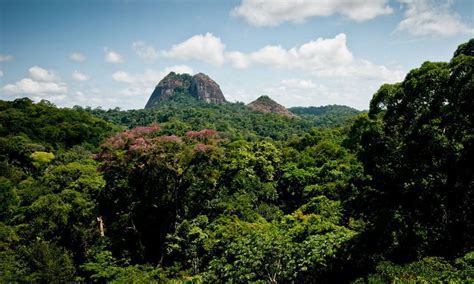 Un Patrimoine Extraordinaire La Biodiversité Du Parc Amazonien De Guyane