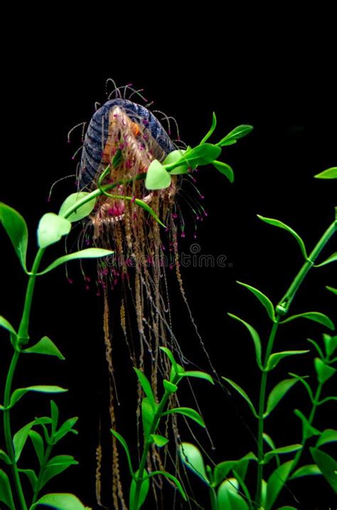 Jelly Fish Glowing Stock Image Image Of Dive Isolated