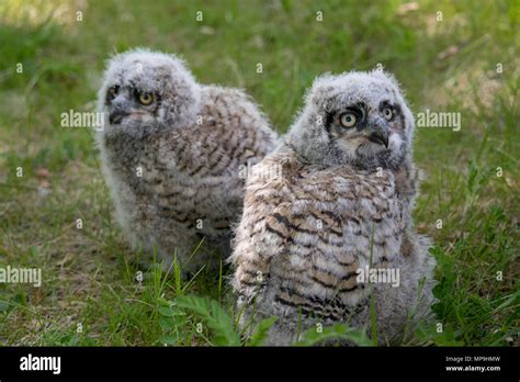 Beb Gran B Ho Cornudo Bubo Virginianus Tambi N Conocido Como El