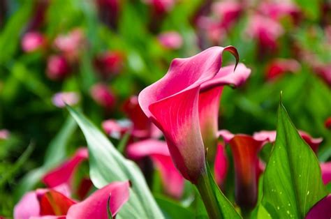 Rote Zantedeschia Aethiopica Oder Calla Lilie Im Garten Premium Foto