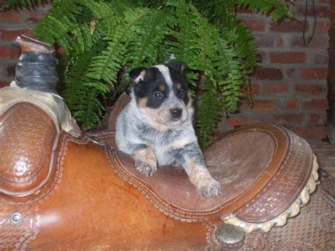 Adorable Australian Cattle Dog /Blue heeler/queensland heeler puppies ...