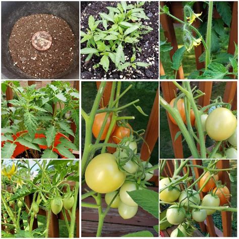 Tomato Propagation Growing Tomatoes From A Slice Of Tomato