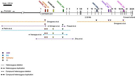 Frontiers The Role Of Contactin Associated Protein Like In