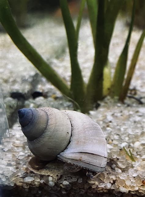 Some Of My Snails R Aquaticsnails