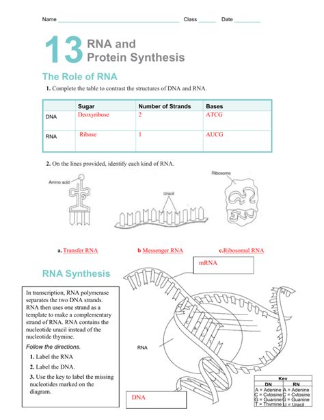 RNA Synthesis