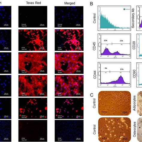 Characterization Of Mesenchymal Stem Cells Mscs A Microscopic