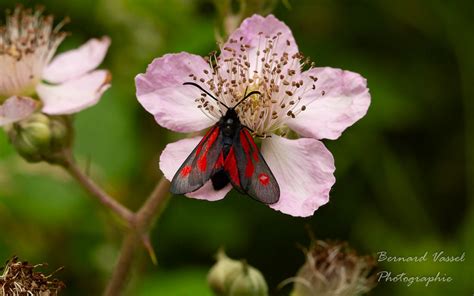 Papillon Goute De Sang Bernard Vassel Flickr