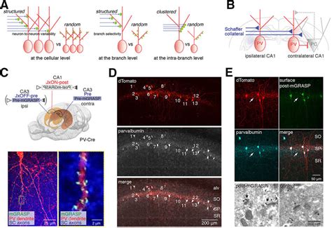 Structured Synaptic Connectivity Patterns And Expression Of Post Mgrasp