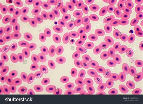 Fish Blood Cells Under Microscope Stock Photo 1604670556 Shutterstock