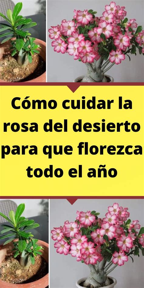 C Mo Cuidar La Rosa Del Desierto Para Que Florezca Todo El A O