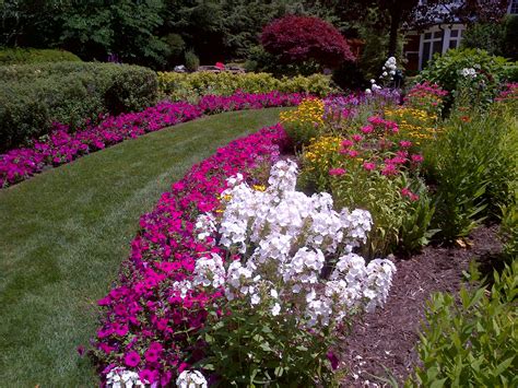 Флоксы на даче (74 фото) - красивые картинки и HD фото