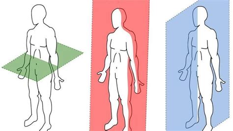 Anatomical Planes Of Motion Sirola Training Systems