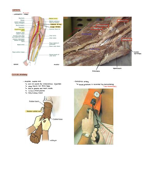 Solution Cubital Fossa Of The Elbow Joint Study Notes Studypool