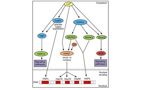 A Calcium Signaling Pathway Inside The Cell Ca 2 Interacts With Download Scientific Diagram