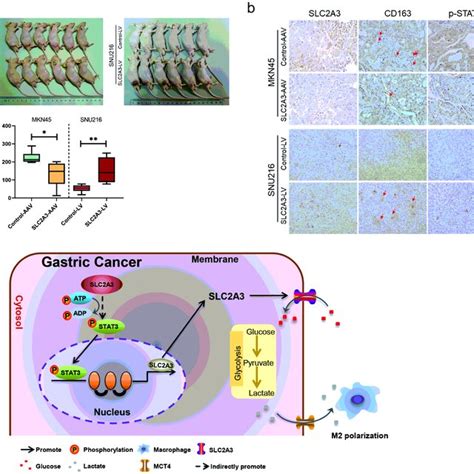 Metabolic Competition In The Tumor Microenvironment Is A Driver Of T