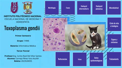 Toxoplasma Gondii By Yara Azulith Cornejo Perez On Prezi