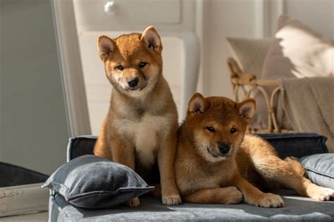 Guía sobre el cachorro de Shiba Inu socialización cuidados y alimentación