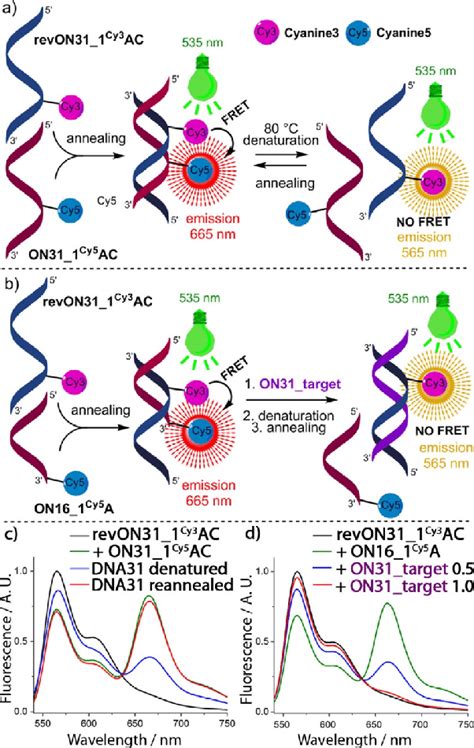 Scheme4 A FRET During The Hybridization And Denaturation Of Cy3 And