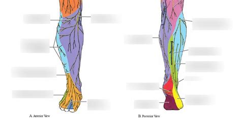 Common Fibular Nerve