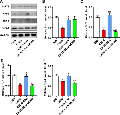 Impact Of Nrf Inhibitor On Eda Induced Sirt Nrf Ho Gpx Signaling