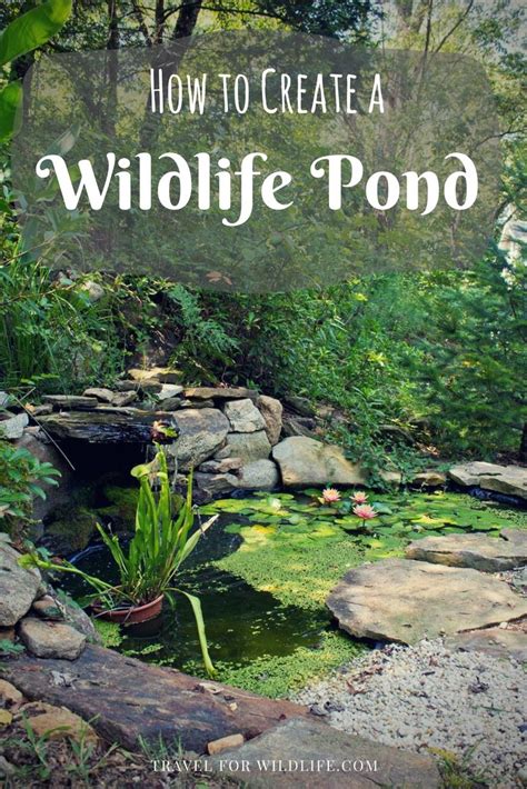 How To Create A Wildlife Pond Step By Step Guide Artofit