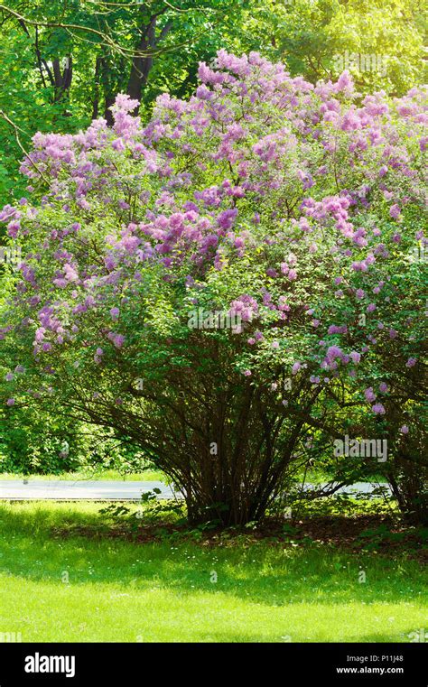 Lilac or common lilac, Syringa vulgaris in blossom. Purple flowers ...