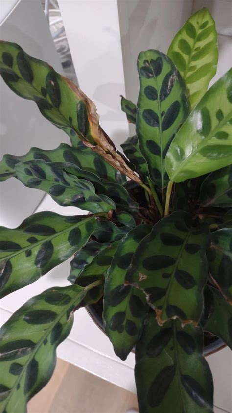 How To Treat Brown Blotch Disease On Rattlesnake Plant