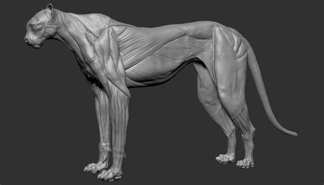 Cheetah Anatomy – 3d Anatomy Store