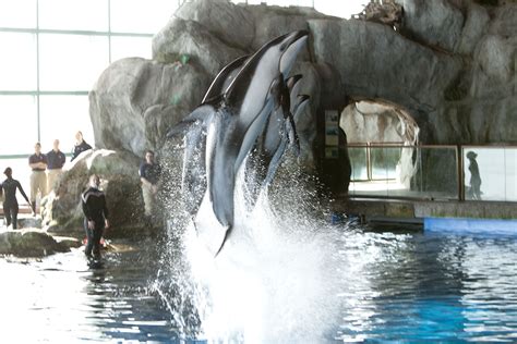 Guide to Chicago's Shedd Aquarium